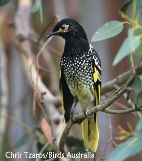 Regent_Honeyeater