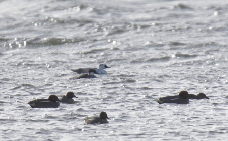 Smew (Aidan Brown)