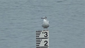 Little Gull (Chris Parnell)