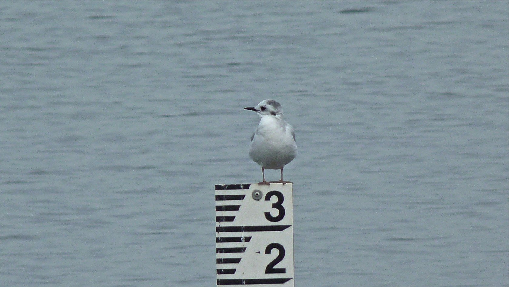 Little Gull (Hydrocoloeus minutus)