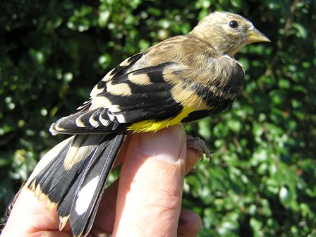 Goldfinch (Carduelis carduelis)