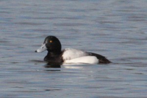 Greater Scaup (Alan Pearce)