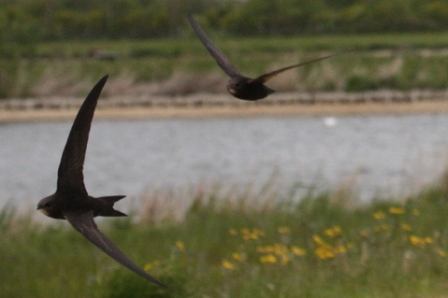 Swifts (Alan Pearce) Swifts (Alan Pearce)