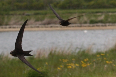 Swifts (Alan Pearce)