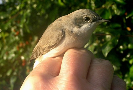 Lesser Whitethroat (Roger Peart)