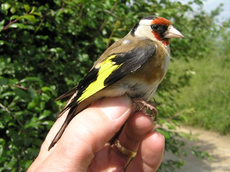 Goldfinch (Roger Peart)