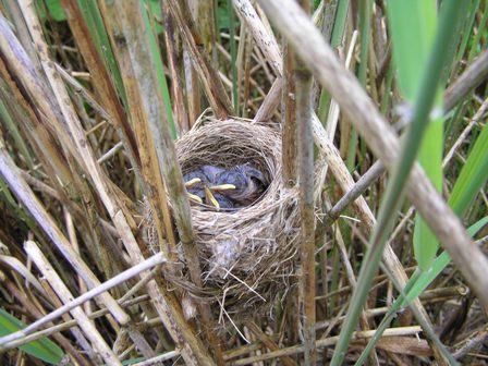 Reed Warbler nest and young (Roger Peart)