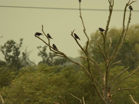 Carrion Crow (Corvus corone)