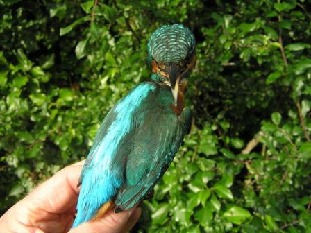 Kingfisher (Alcedo atthis)