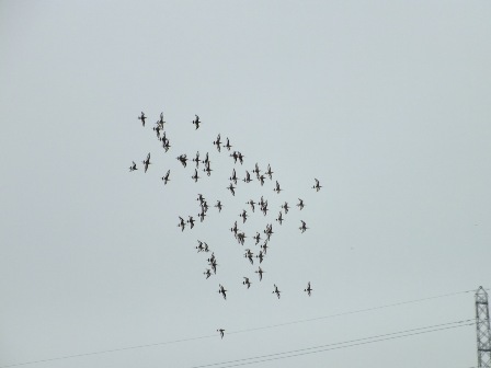 Black-tailed Godwits (Chris Parnell)