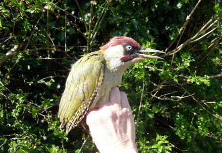 Green Woodpecker (Roger Peart)