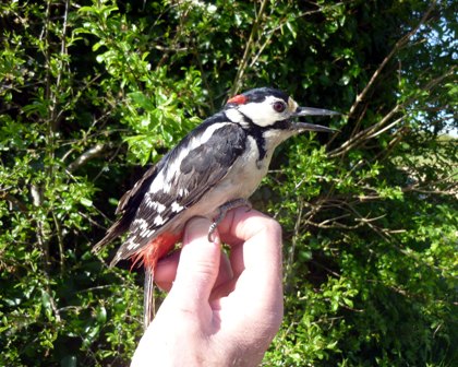 Great Spotted Woodpecker (Roger Peart)