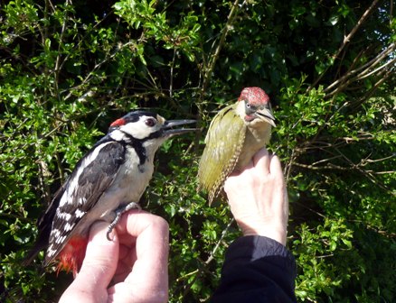 Woodpecker Double (Roger Peart)