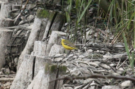 Blue-headed Wagtail (Alan Pearce)