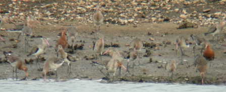 Black-tailed Godwits (Lorne Bissell)