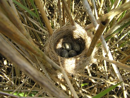 Reed Warbler nest (Roger Peart)