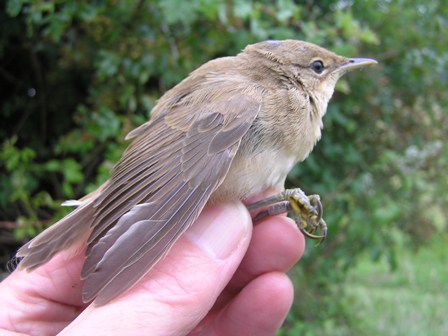 Reed Warbler (juvenile), Roger Peart