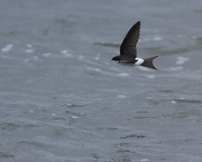 House Martin (Aidan Brown)