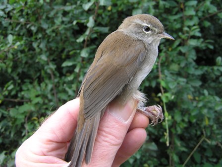 Cetti's Warbler (Roger Peart)