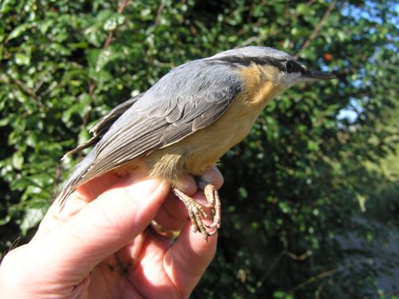 Nuthatch (Roger Peart)