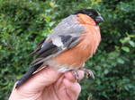 Common Bullfinch (Pyrrhula pyrrhula)