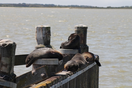 New Zealand Fur Seals (Dominic Couzens)