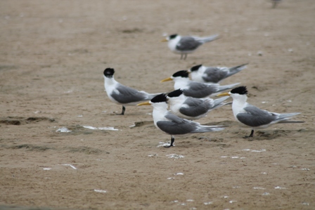 Crested Terns (Dominic Couzens)