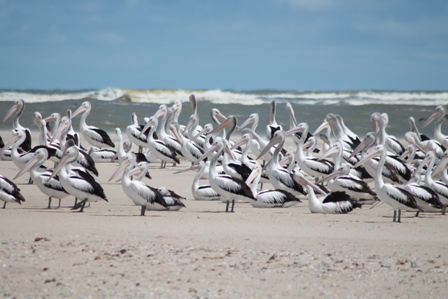 Australian Pelicans (Dominic Couzens)