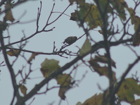 Lesser Redpoll (Dominic Couzens)