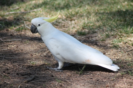 Sulphur-crested Cockatoo