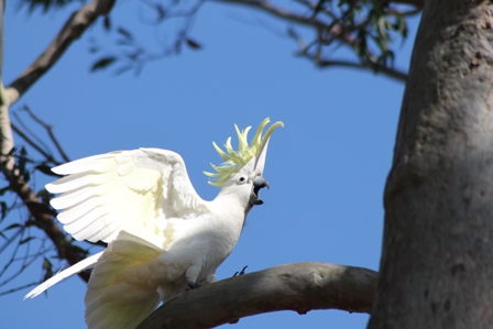 Sulphur-crested Cockatoo (Dominic Couzens)