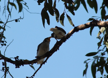 Noisy Miner chick (Dominic Couzens)