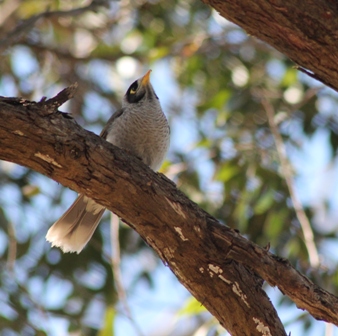 Noisy Miner (Dominic Couzens)