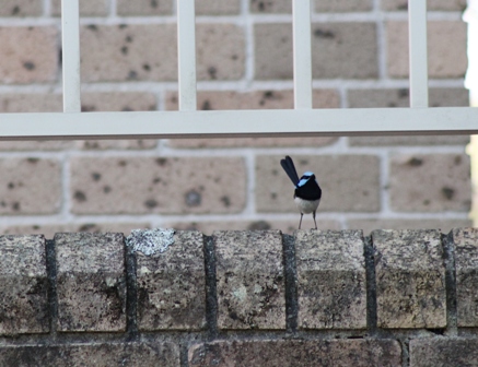 Superb Fairywren (Dominic Couzens)