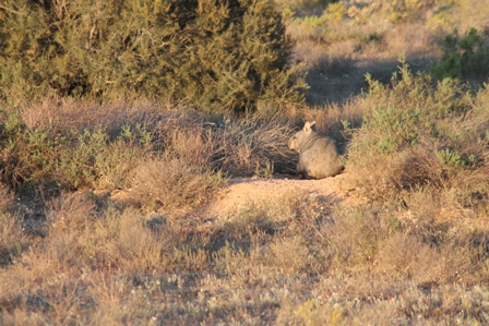 Southern Hairy-nosed Wombat (Dominic Couzens)