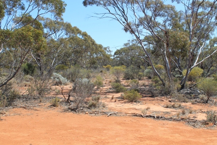 Mallee at Gluepot (Dominic Couzens)