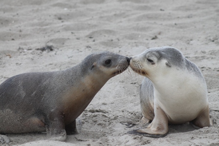 New Zealand Sealions (Dominic Couzens)