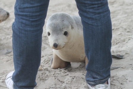 Australian Sealion youngster (Dominic Couzens)