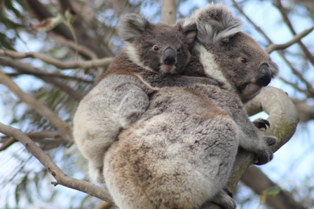Koalas (Dominic Couzens)