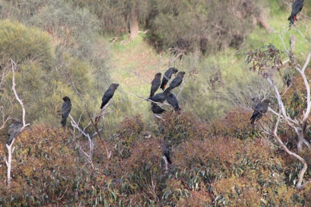 Glossy-black Cockatoos (Dominic Couzens)