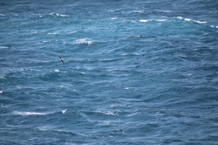 Seawatching heaven (Dominic Couzens)