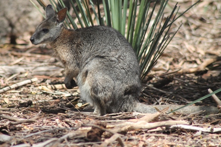 Tammar Wallaby (Dominic Couzens)