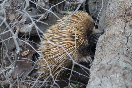 Echidna (Dominic Couzens)