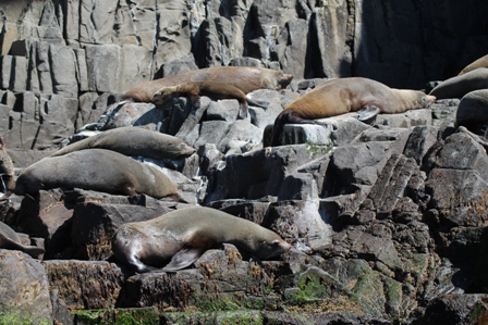 Australian Fur Seals (Dominic Couzens)