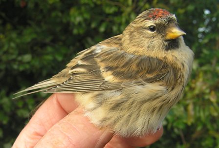 Lesser Redpoll (Roger Peart)