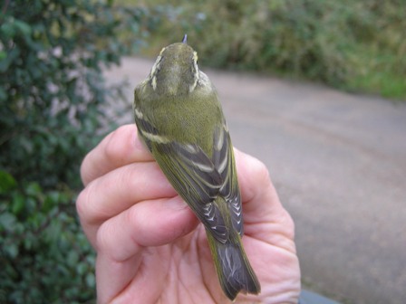 Yellow-browed Warbler (Roger Peart)