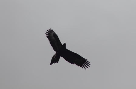 Wedge-tailed Eagle (Dominic Couzens)