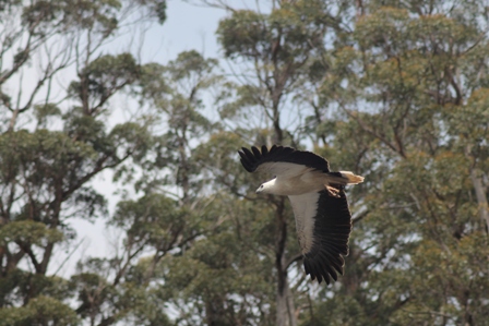 White-bellied Sea Eagle (Dominic Couzens)