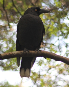 Black Currawong (Dominic Couzens)