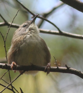 Scrubtit (Dominic Couzens)